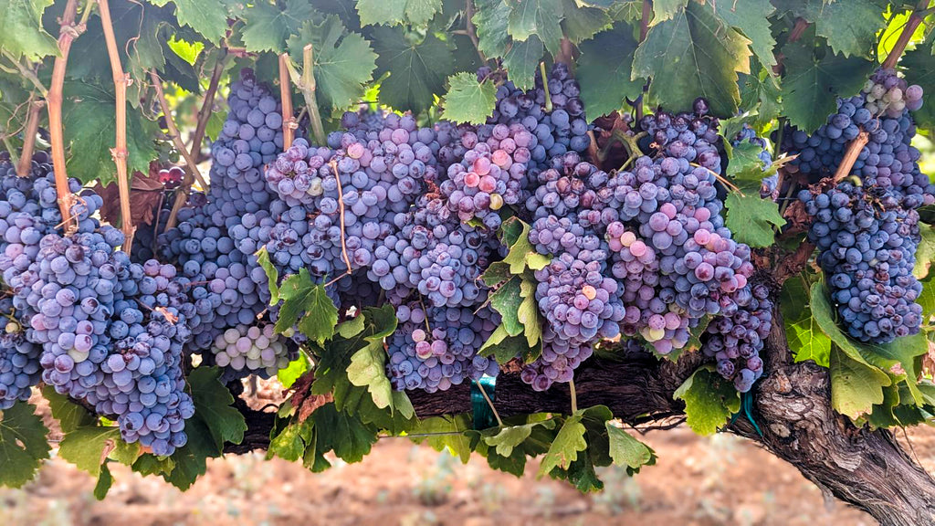 Enjoy this glimpse into the magic (and havoc) of wine-making